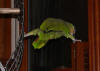 Spread-Parrot