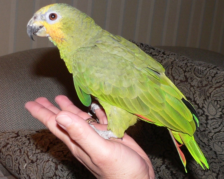 A Bird In The Hand