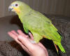 A Bird In The Hand